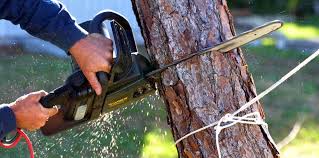 Lawn Pest Prevention in Lenwood, CA