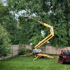 Best Fruit Tree Pruning  in Lenwood, CA
