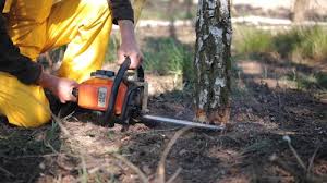Best Tree Risk Assessment  in Lenwood, CA