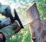 Best Hazardous Tree Removal  in Lenwood, CA