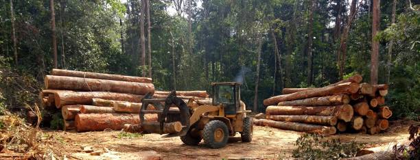 Best Arborist Consultation Services  in Lenwood, CA