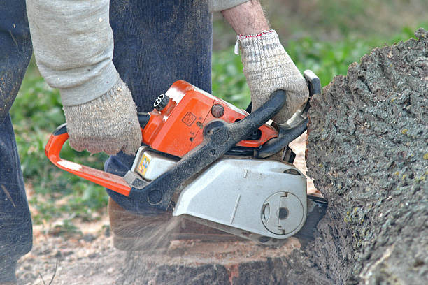 Lenwood, CA Tree Care Company