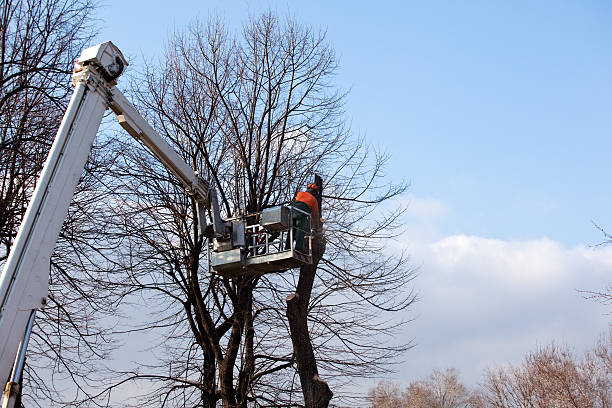 Best Storm Damage Tree Cleanup  in Lenwood, CA
